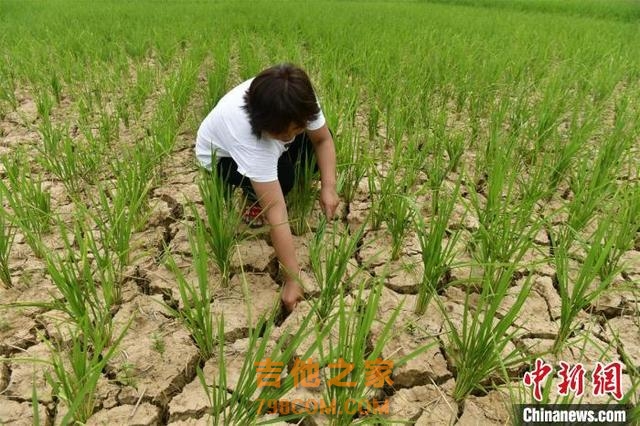 四川持续高温 阆中20多万亩良田最大裂缝达10多公分