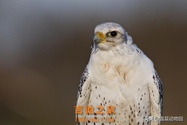 传说中的海东青真实存在吗？有是有，但其精神意义大于现实意义