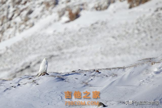 辟谣：海东青是天空中的无敌王者？不，别把传说跟现实混淆在一起