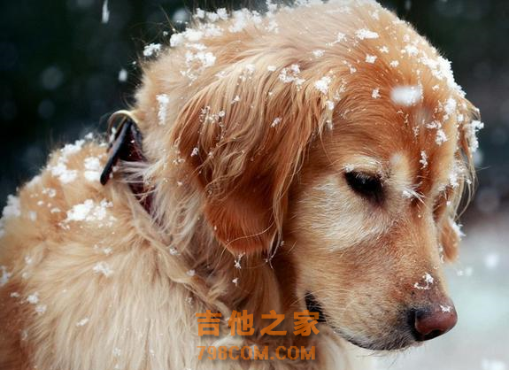 狗狗界的暖男是谁呢？当然非金毛莫属