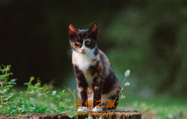 TNR，最完美的流浪猫救助办法，替代安乐死，人人都可以用