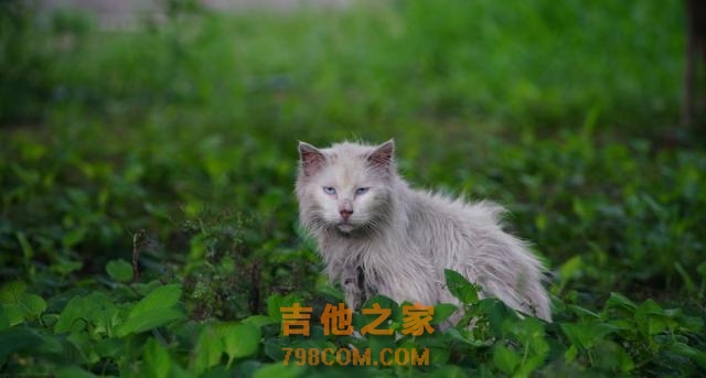 TNR，最完美的流浪猫救助办法，替代安乐死，人人都可以用