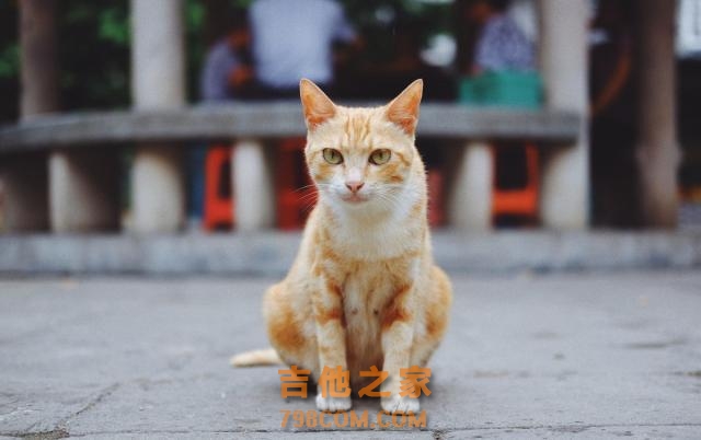 TNR，最完美的流浪猫救助办法，替代安乐死，人人都可以用