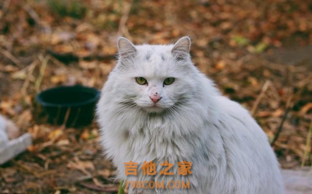 TNR，最完美的流浪猫救助办法，替代安乐死，人人都可以用