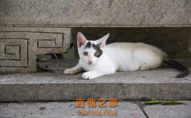 TNR，最完美的流浪猫救助办法，替代安乐死，人人都可以用