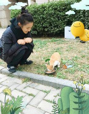 有点暖！张含韵喂食流浪猫呼吁关爱小动物