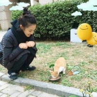 有点暖！张含韵喂食流浪猫呼吁关爱小动物