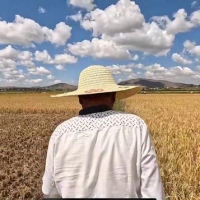 身负袁老嘱托，湖南大叔扎根非洲马达加斯加17年教当地人种水稻：产量翻了数倍