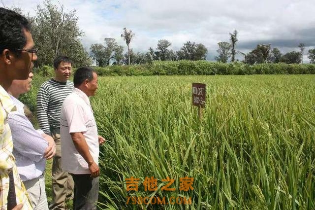 身负袁老嘱托，湖南大叔扎根非洲马达加斯加17年教当地人种水稻：产量翻了数倍