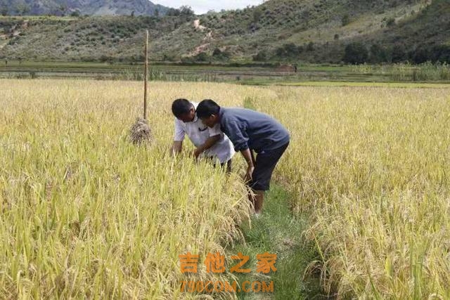 身负袁老嘱托，湖南大叔扎根非洲马达加斯加17年教当地人种水稻：产量翻了数倍